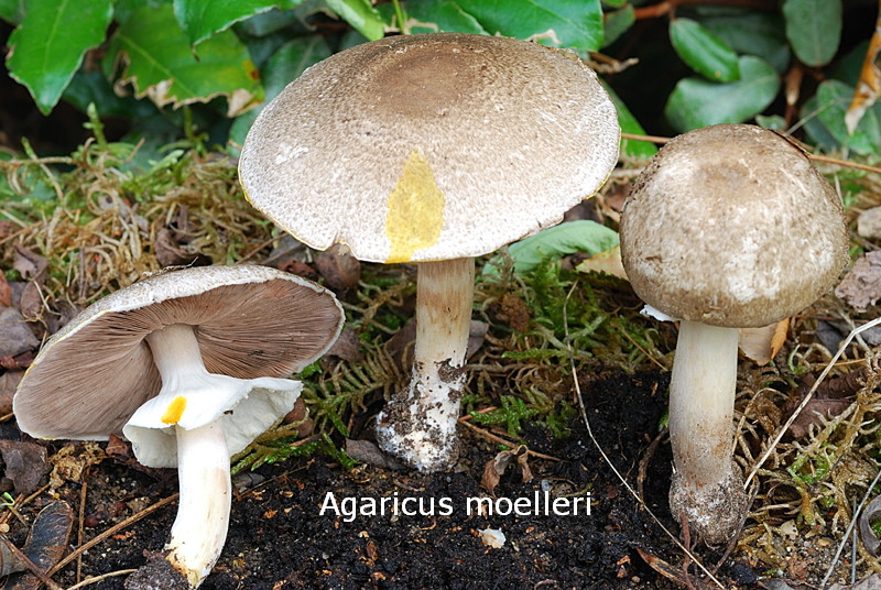 Agaricus moelleri-amf170.jpg - Agaricus moelleri ; Syn1: Agaricus praeclaresquamosus ; Syn2: Psalliota xanthoderma subsp.meleagris ; Nom français: Agaric pintade